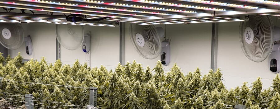 Een grote binnenkweekruimte met rijen cannabisplanten onder fel licht, met ventilatoren en andere apparatuur.