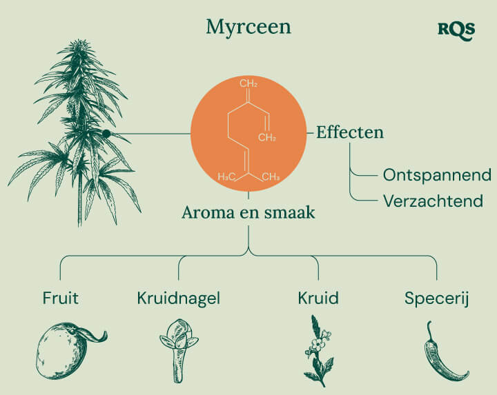 Myrcene Cannabis Characteristics