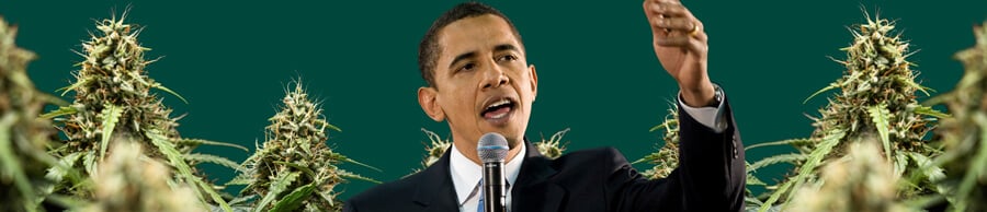 Een portret van Barack Obama die in een microfoon spreekt met zijn hand omhoog, tegen een groene achtergrond met cannabisplanten.