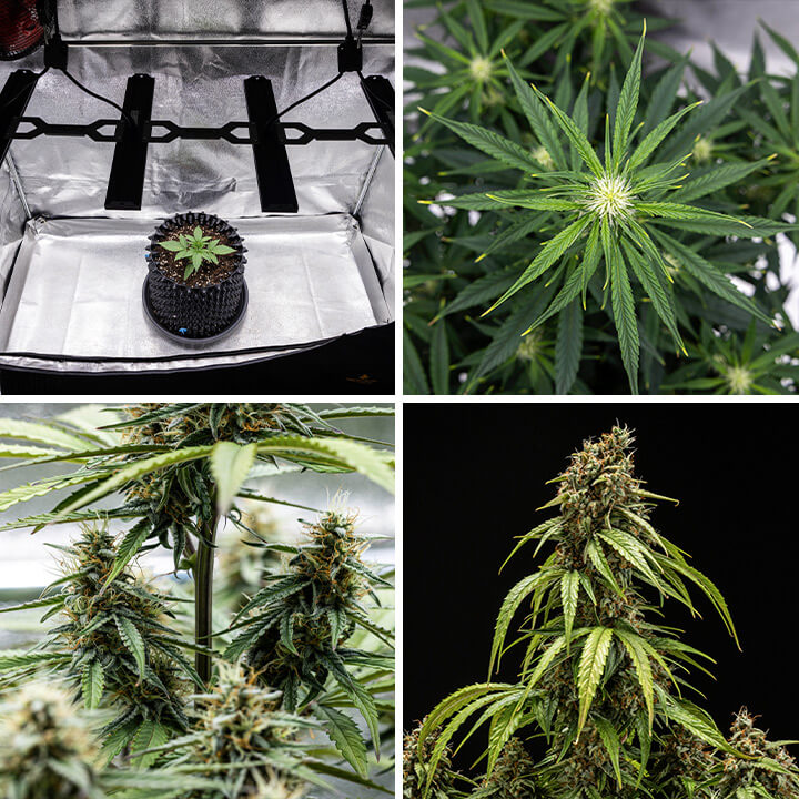 Collage van de groeifases van de Orion F1 Autoflowering cannabisplant: zaailing onder groeilicht, vertakkende bladeren, bloei en rijpe toppen klaar voor de oogst.