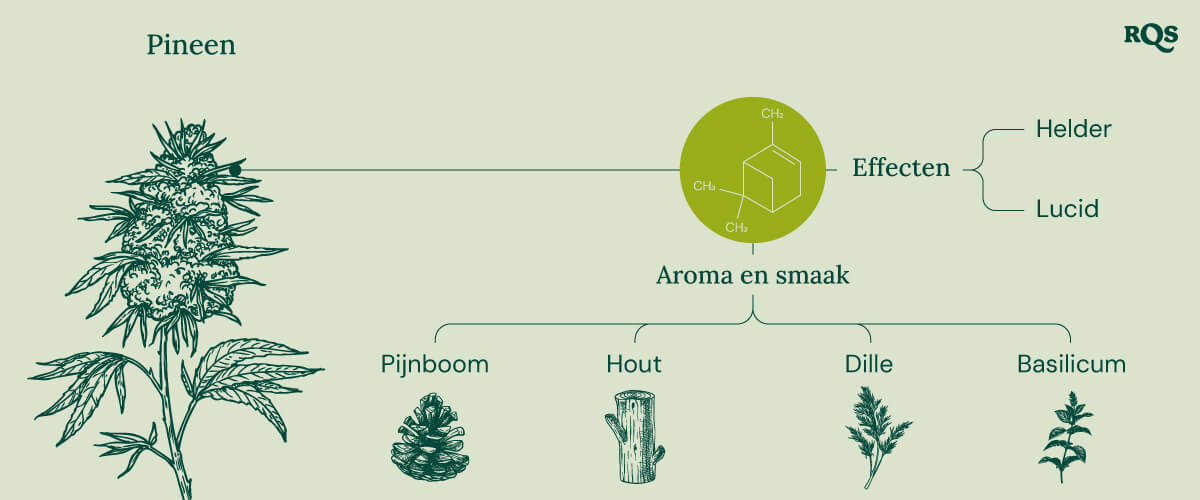 Pinene Cannabis Characteristics