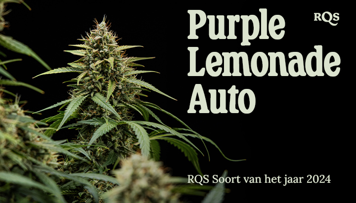 Dichtbijfoto van een Purple Lemonade Auto cannabisplant met groene bladeren, paarse en witte haren, in een pot. Informatieve afbeelding, niet bedoeld als medisch advies.