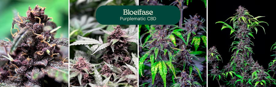 Bloeiingsfase van de Purplematic CBD-soort, waarin zich ontwikkelende toppen en groene bladeren worden getoond.