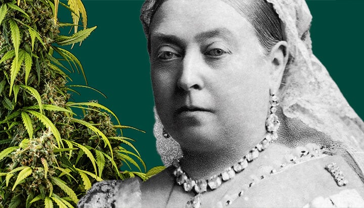 Portret van Koningin Victoria, omringd door weelderige cannabisplanten tegen een donkergroene achtergrond.