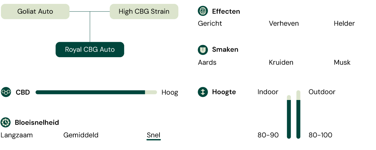 Infographic met de kenmerken van de Royal CBG Auto cannabissoort, inclusief eigenschappen zoals een hoog CBG-gehalte, snelle bloeitijd, compacte hoogte en effecten zoals focus en helderheid.