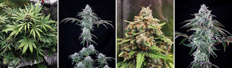 Royal Cheese cannabis plant groei stadia. Vroege knoppen, mature dichte toppen en gedetailleerde close-ups.