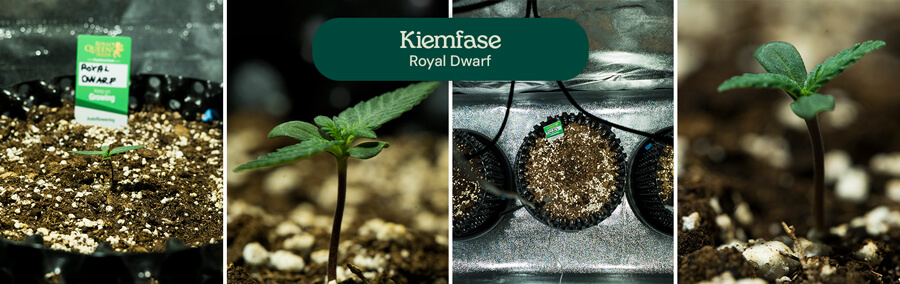 Royal Dwarf Germination