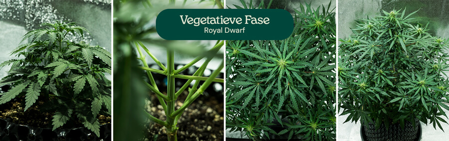 Royal Dwarf Vegetative Phase