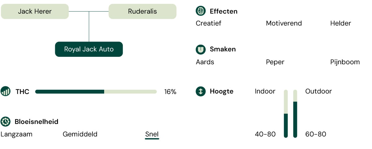 Kenmerken van de Royal Jack Auto-cannabissoort: hoogte, bloeitijd, THC, effecten, smaak, kweekomstandigheden