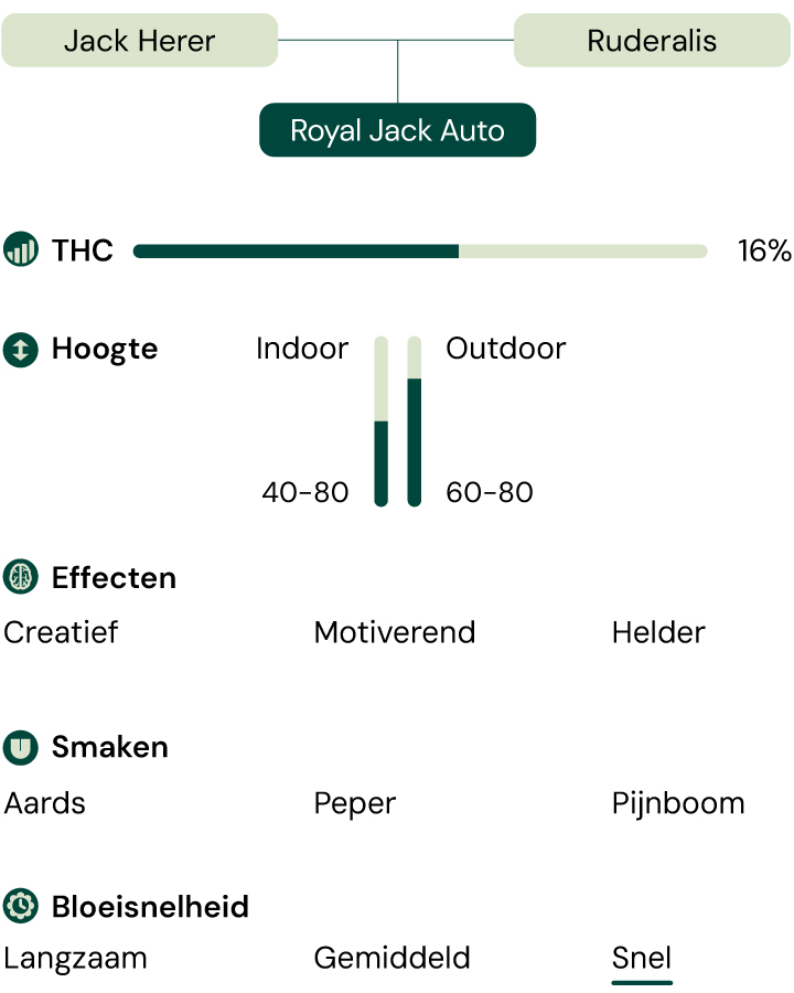 Kenmerken van de Royal Jack Auto-cannabissoort: hoogte, bloeitijd, THC, effecten, smaak, kweekomstandigheden