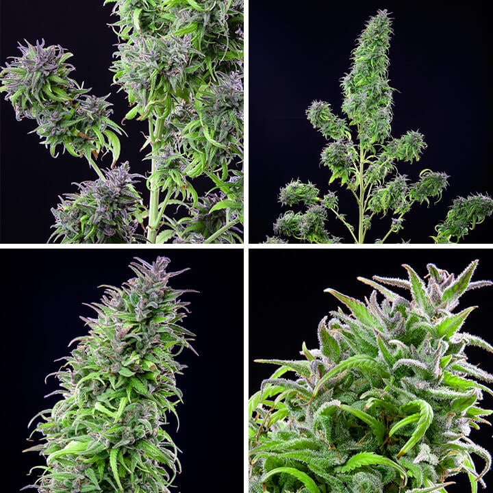 Collage van vier afbeeldingen van de Royal THCV-cannabisplant vanuit verschillende hoeken, met nadruk op de dichte toppen en de ijzige trichomenlaag. Een sativa-dominante soort met een gebalanceerd THCV- en THC-gehalte van Royal Queen Seeds.