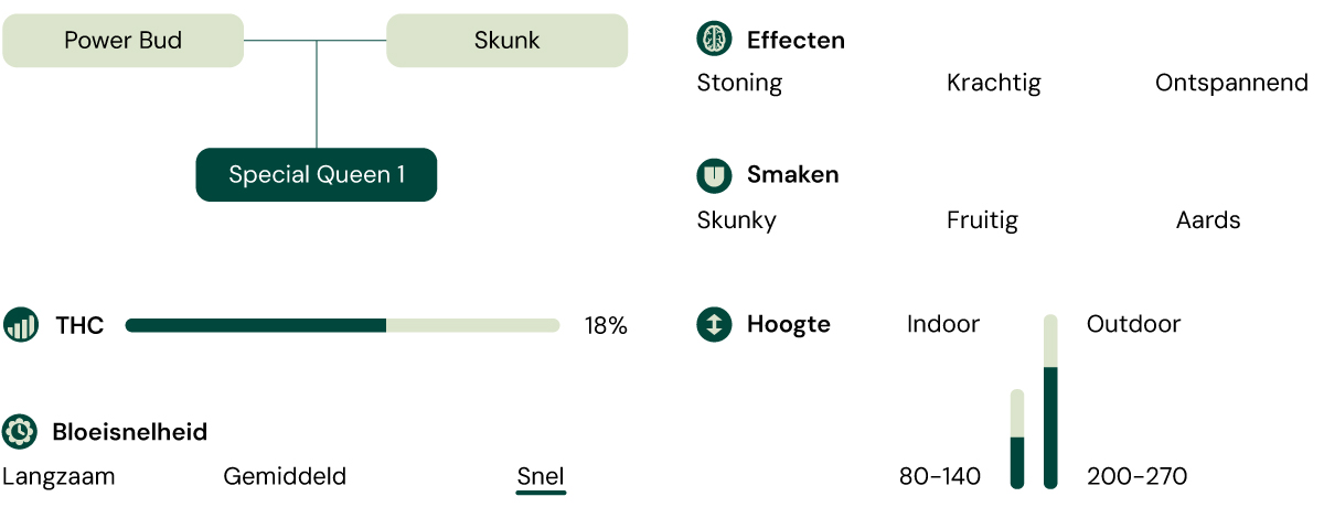 Een visuele weergave van de cannabissoort Special Queen 1, waarbij de kenmerken zoals THC-gehalte, hoogte, bloeitijd, effecten, smaak en uiterlijk worden benadrukt.