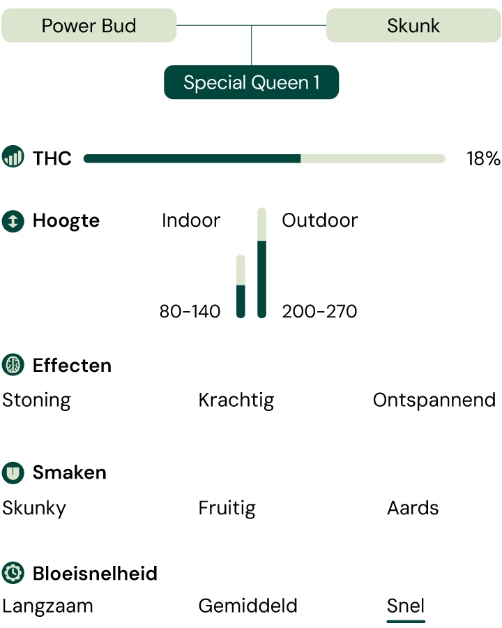 Een visuele weergave van de cannabissoort Special Queen 1, waarbij de kenmerken zoals THC-gehalte, hoogte, bloeitijd, effecten, smaak en uiterlijk worden benadrukt.