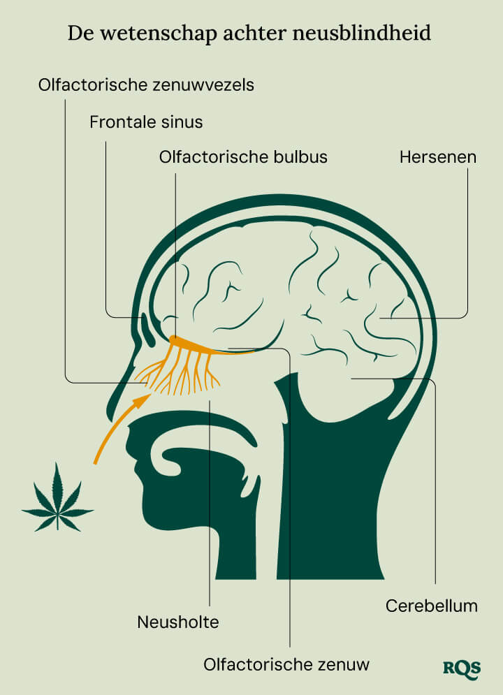 Illustratie getiteld "De wetenschap achter neusblindheid", die het menselijke hoofd en de schedel toont met gelabelde olfactorische structuren, zoals neusholtes, olfactorische zenuwen en hersenen. Gele lijnen geven de olfactorische vezels aan.