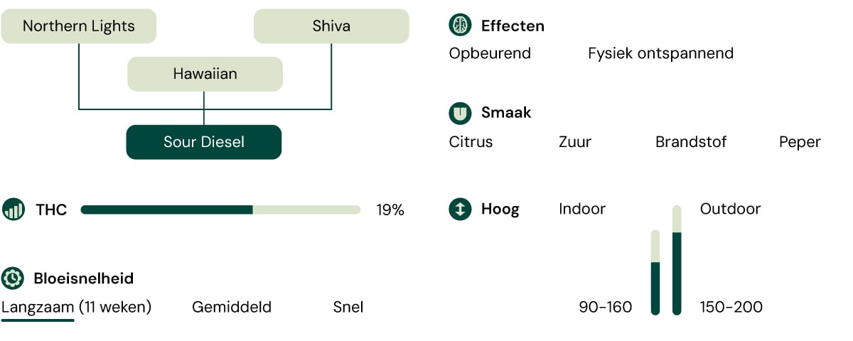 Sour Diesel Characteristics