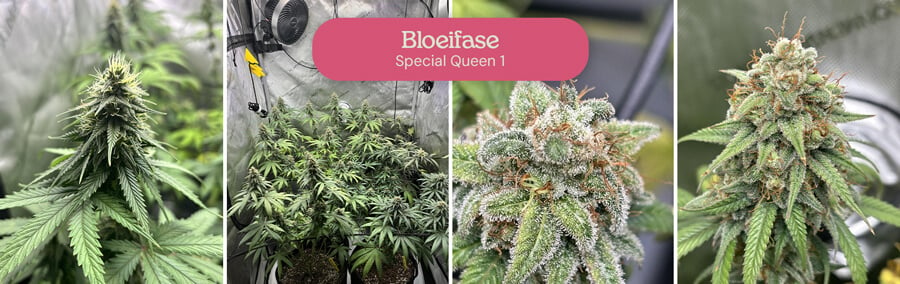 Een collage die de bloeifase van Special Queen 1 cannabisplanten laat zien, inclusief close-ups van toppen en planten in verschillende stadia van ontwikkeling.