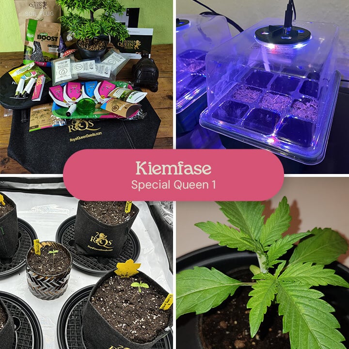 Een collage die het kiemingsproces van Special Queen 1 cannabiszaden laat zien, inclusief zaden in een kiemtray, zaailingen in potten en een volwassen zaailing.