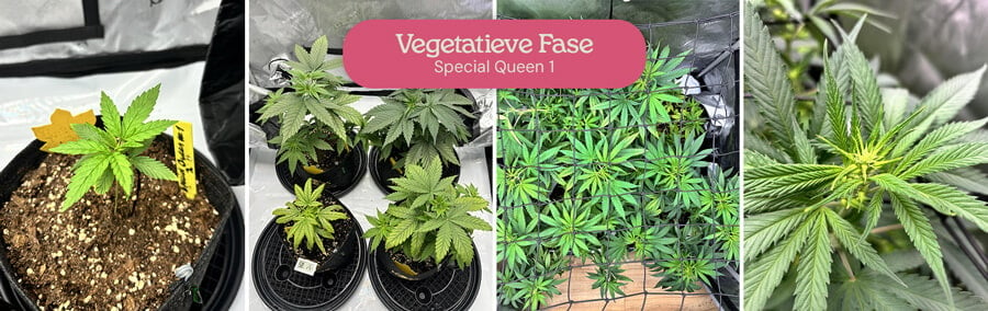 Een collage die de vegetatieve groei van Special Queen 1 cannabisplanten laat zien, van kleine zaailingen tot volwassen planten in potten en een grotere plant in een kweektent.