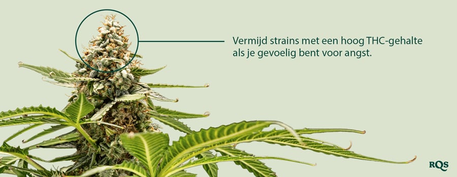 Een close-up van een cannabisplant met een knop die wordt benadrukt. De tekst "Vermijd variëteiten met hoog THC-gehalte als je een angstgevoelige gebruiker bent" staat naast de knop.