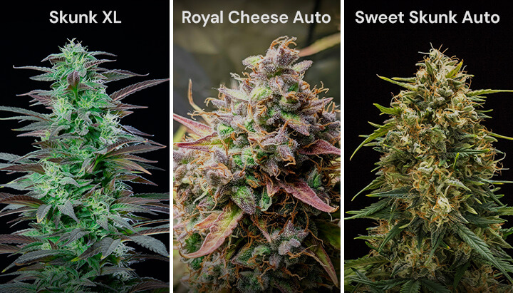 Een collage van drie cannabissoorten: Skunk XL met dichte toppen, Royal Cheese Auto met oranje stampers en Sweet Skunk Auto met groene en paarse toppen.