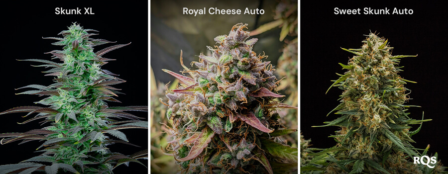 Een collage van drie cannabissoorten: Skunk XL met dichte toppen, Royal Cheese Auto met oranje stampers en Sweet Skunk Auto met groene en paarse toppen.