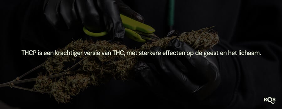 Persoon met zwarte handschoenen snoeit een cannabisplant en benadrukt dat "THCP een krachtigere versie van THC is met sterkere effecten op de geest en het lichaam."