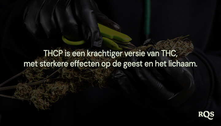 Persoon met zwarte handschoenen snoeit een cannabisplant en benadrukt dat "THCP een krachtigere versie van THC is met sterkere effecten op de geest en het lichaam."