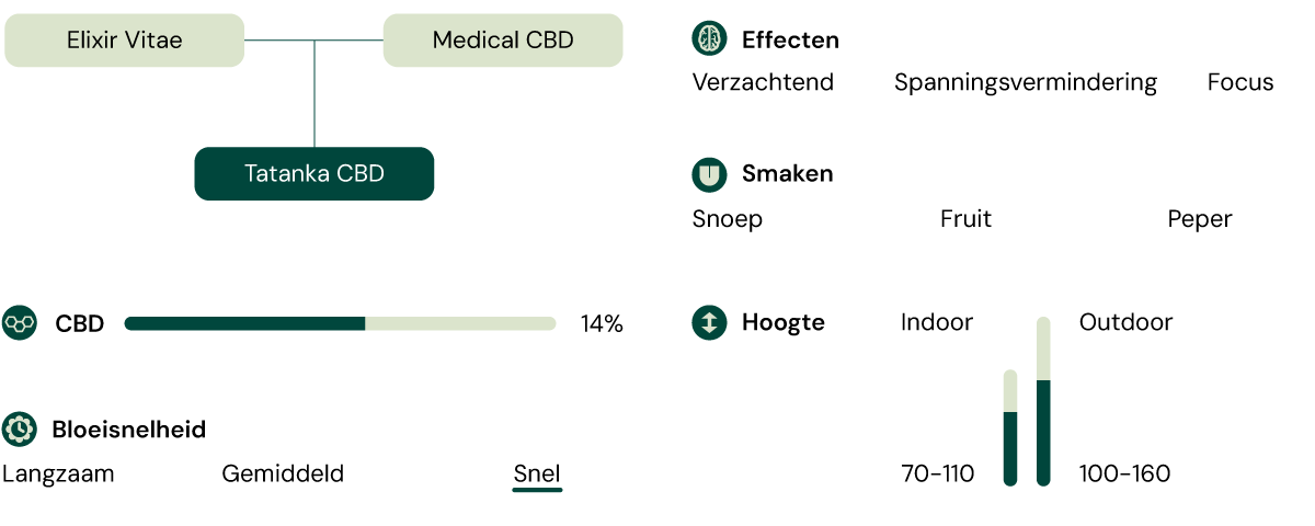 Tatanka CBD Kenmerken Diagram: Effecten, Smaken, CBD-inhoud, Hoogte, Bloei Snelheid en Teeltomgeving