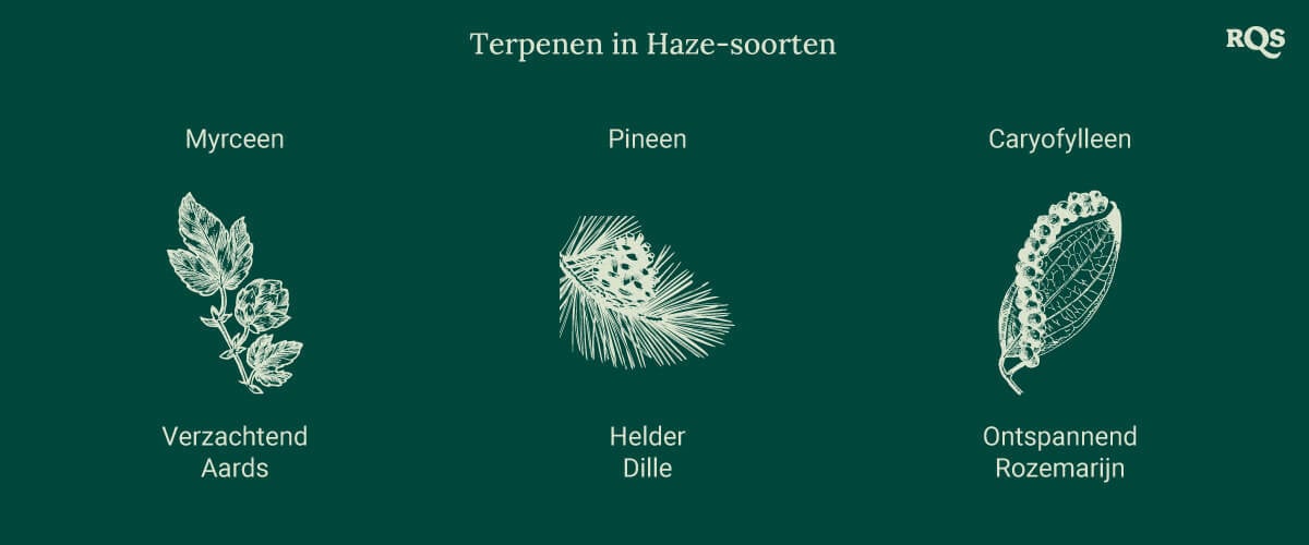 Grafiek met drie terpenen in Haze-cannabissoorten, elk gekoppeld aan een plantenillustratie. Effecten zoals ontspanning, energiestoot en focus worden hieronder vermeld.