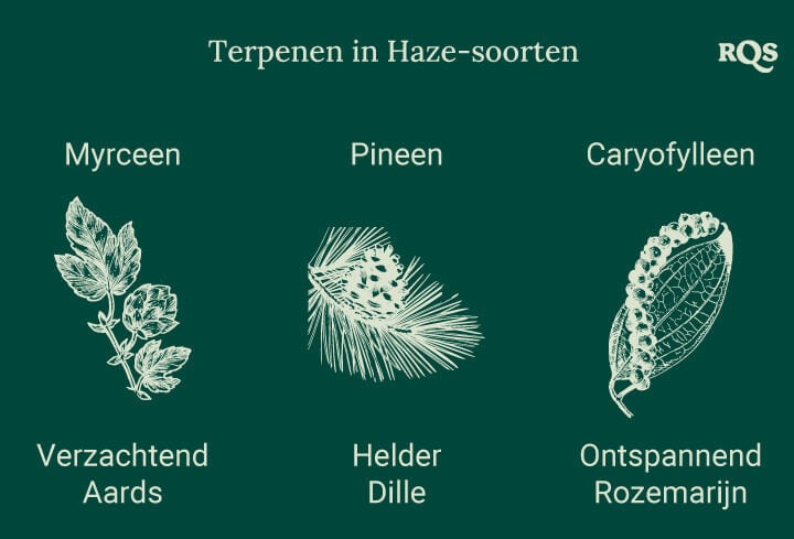 Grafiek met drie terpenen in Haze-cannabissoorten, elk gekoppeld aan een plantenillustratie. Effecten zoals ontspanning, energiestoot en focus worden hieronder vermeld.