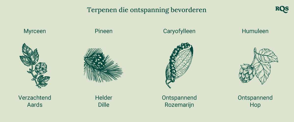 Een diagram met ontspannende terpenen, waaronder Myrceen, Pinen, Caryofylleen en Humuleen, alfabetisch gerangschikt met afbeeldingen van de bronplanten, die hun kalmerende effecten benadrukken.