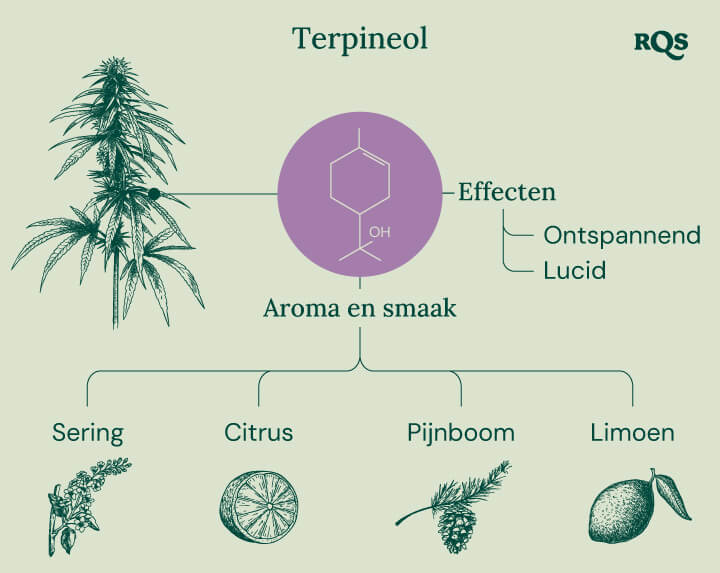 Terpineol Cannabis Terpene