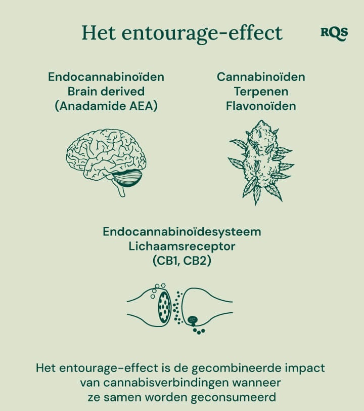 Infografiek die weergeeft hoe verschillende cannabisverbindingen in het lichaam interageren. Het illustreert de relatie tussen endocannabinoïden, cannabinoïden, terpenen, flavonoïden en de lichaamreceptoren van het endocannabinoïdesysteem. Het diagram toont een brein, een cannabisbloem en celreceptoren om weer te geven hoe deze elementen samenwerken.