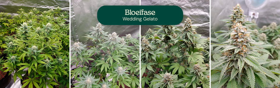 Afbeelding die de bloeifase van Wedding Gelato cannabisplanten toont, met de aanzienlijke uitrekking, aromatische dikke bloemclusters en stevige bloemen bedekt met trichomen, klaar voor de oogst na 8-10 weken binnen.