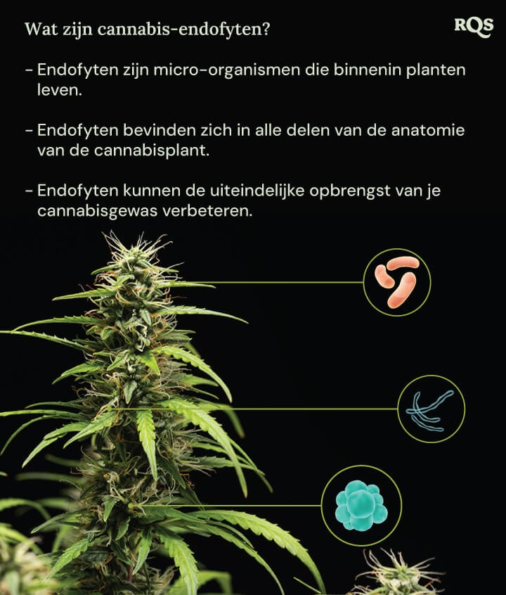 Een diagram van een cannabisplant omringd door drie cirkels die de voordelen van endofyten laten zien: ze leven in planten, bewonen alle plantendelen en verhogen de cannabisoogst. Een vergrootglas benadrukt de endofyten in de plant.