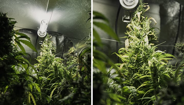 Twee afbeeldingen van een cannabis-kweekruimte, met planten met groene bladeren en toppen, verlicht door fel licht in een kleine, afgesloten ruimte.