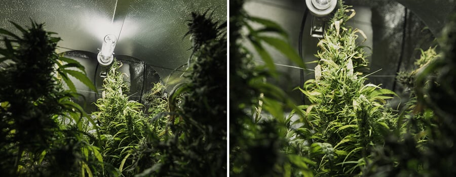 Twee afbeeldingen van een cannabis-kweekruimte, met planten met groene bladeren en toppen, verlicht door fel licht in een kleine, afgesloten ruimte.