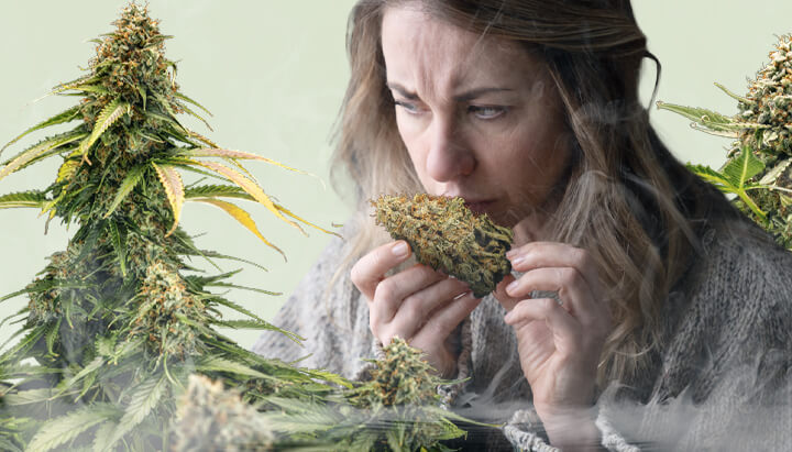 Een vrouw ruikt aan een cannabisbud, omringd door twee planten met dichte toppen, tegen een zachte pastelgroene achtergrond. Een licht damp stijgt op vanaf de onderkant van de afbeelding, subtiel het concept van 