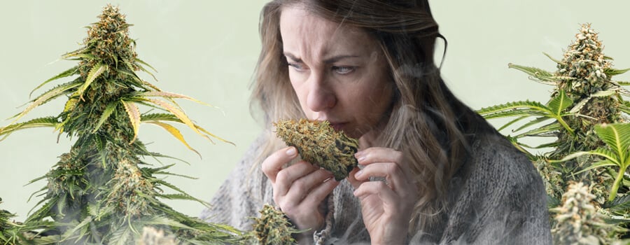 Een vrouw ruikt aan een cannabisbud, omringd door twee planten met dichte toppen, tegen een zachte pastelgroene achtergrond. Een licht damp stijgt op vanaf de onderkant van de afbeelding, subtiel het concept van 