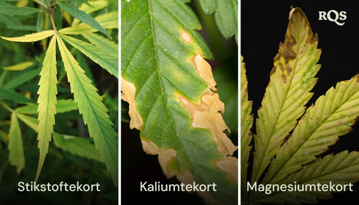 Cannabisbladeren aangetast door stikstof-, kalium- en magnesiumtekorten, met duidelijke patronen van vergeling en bruinkleuring. Gerelateerd aan het vergeling van de cannabisplant van onder naar boven en gele punten op cannabisbladeren.