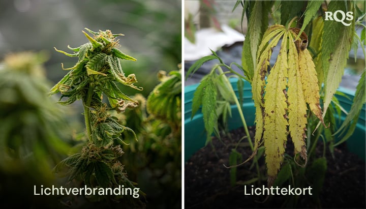 Vergelijking van cannabisbladeren met schade door lichtverbranding en lichttekort, met gele en bruine verkleuring. Gerelateerd aan cannabisbladeren die geel worden door lichtstress.