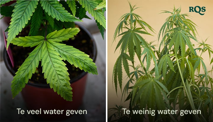 Cannabisplanten die symptomen vertonen van te veel water geven met gezwollen, gele bladeren en te weinig water geven met droge, vergeelde bladeren. Benadrukt cannabisgele bladeren door waterproblemen.