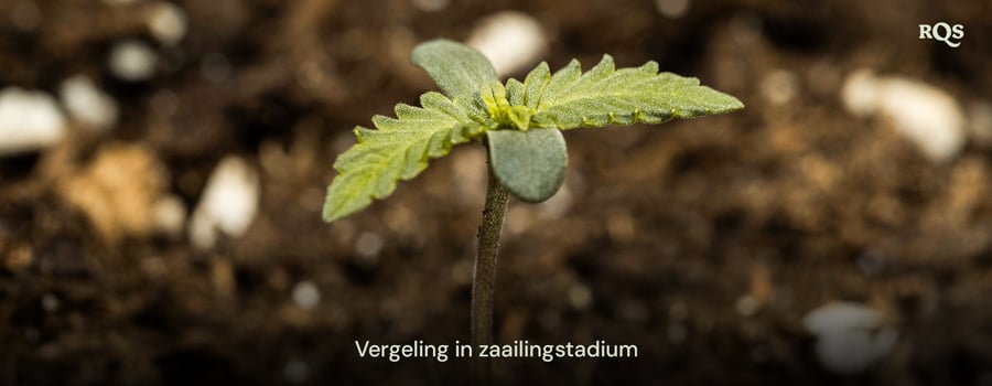 Cannabiszaailing met vergeelde bladeren, wat wijst op vroege voedingsonevenwichtigheden of overbewatering. Voorbeeld van vergeelde cannabiszaailingen en gele bladeren tijdens de vroege groei.