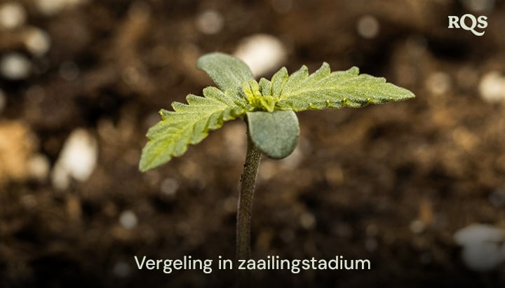 Cannabiszaailing met vergeelde bladeren, wat wijst op vroege voedingsonevenwichtigheden of overbewatering. Voorbeeld van vergeelde cannabiszaailingen en gele bladeren tijdens de vroege groei.