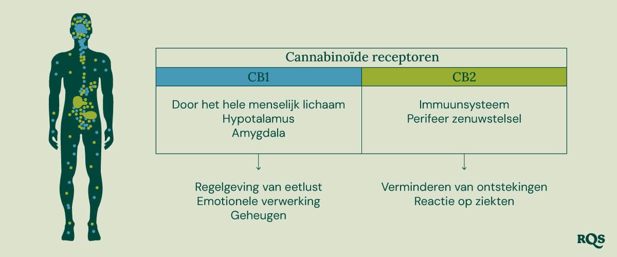 Een diagram toont CB1-receptoren in de hersenen en het lichaam en CB2-receptoren in het immuunsysteem, met uitleg over hun rol in de effecten van cannabis.