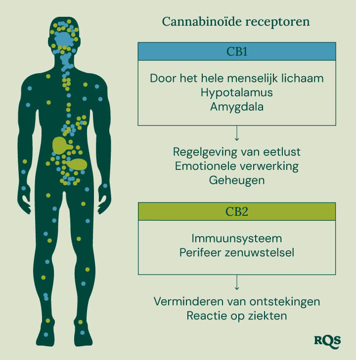 Een diagram toont CB1-receptoren in de hersenen en het lichaam en CB2-receptoren in het immuunsysteem, met uitleg over hun rol in de effecten van cannabis.