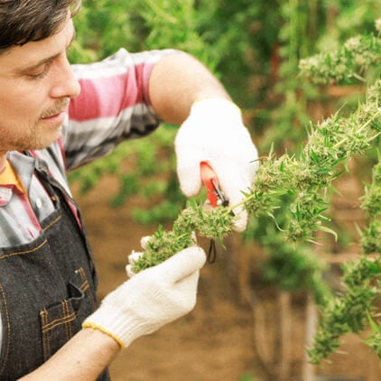 Een persoon met handschoenen knipt zorgvuldig een cannabisplant, waarbij hij zich richt op het behouden van gezonde groei en het optimaliseren van de bloeiontwikkeling.