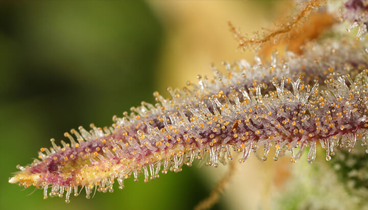 Nabijbeeld van een cannabisbloem bedekt met kleurrijke trichomen (wit, oranje, paars) die hars produceren en de kristallijne textuur van de plant laten zien.