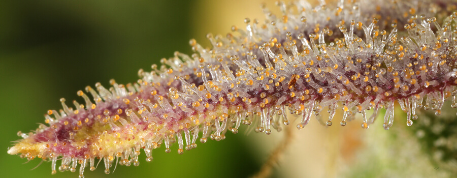 Nabijbeeld van een cannabisbloem bedekt met kleurrijke trichomen (wit, oranje, paars) die hars produceren en de kristallijne textuur van de plant laten zien.