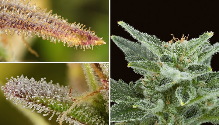 Cannabis trichomes